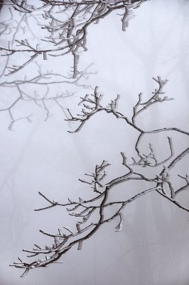 12/13/07 - Fog & Frozen Branches
