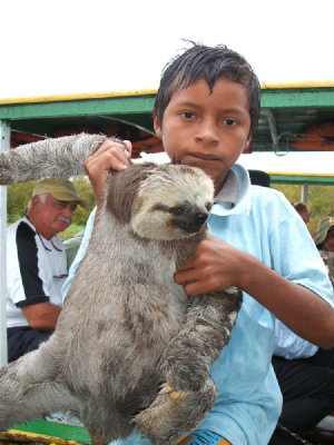 amazon sloth