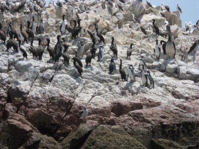 ballestas islands peru