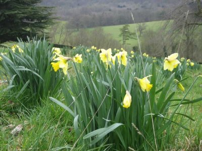 polesden lacey in spring