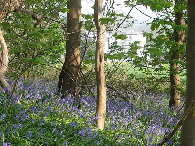 good year for bluebells