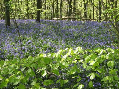 more bluebells