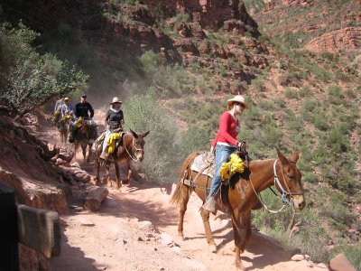 mule train descending