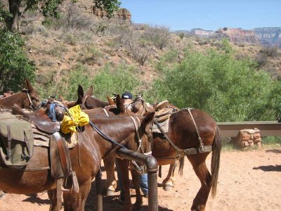 breather for mules at indian gardens