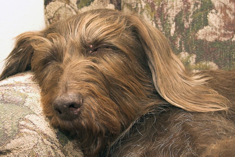 felia_couchCRW_4125.jpg