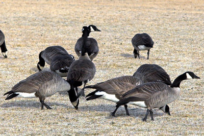 Jan 2     Regional Park Residents