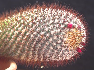 Jan 15 - Cactus