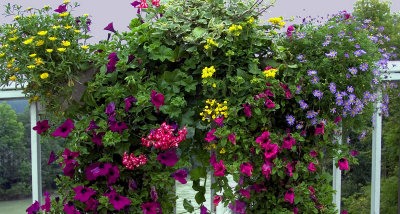 fussen_flowers.jpg