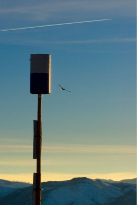 hawk_and_pylon.jpg
