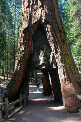 IMG_2978 hole in sequoia.jpg
