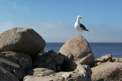 IMG_3485 Monterey rock gull.jpg