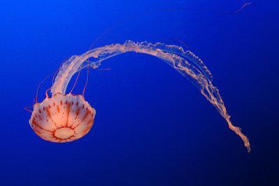 IMG_3561 MBA jellyfish.jpg
