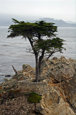 IMG_3794 Lone Cypress closeup.jpg