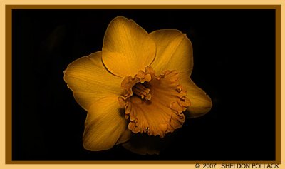 COLORED-DAFFODIL-.jpg