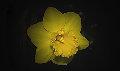 daffodil-6-.jpg