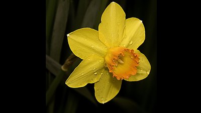 daffodil-9-.jpg