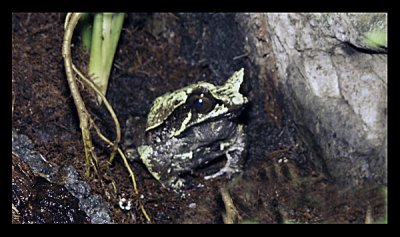 leaf-frog-.jpg