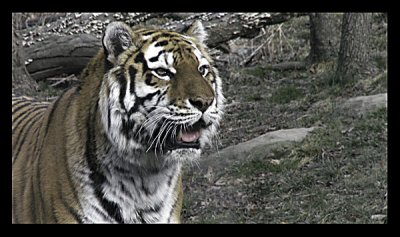 tiger-11-.jpg