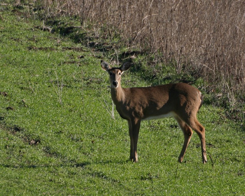 Alert Adult Doe