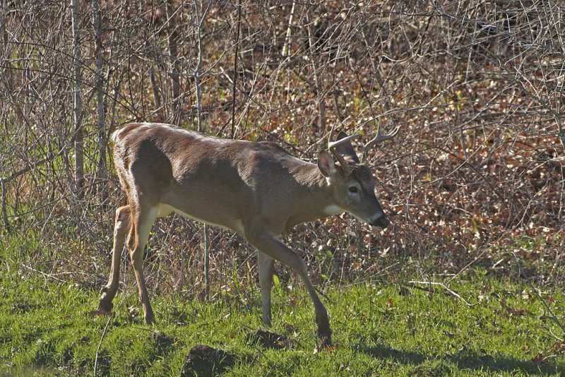 6 Point