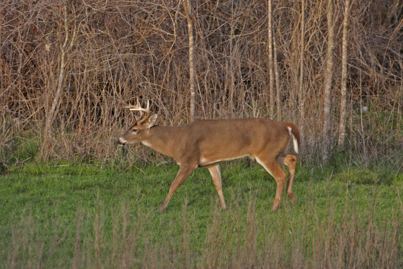 8 Point