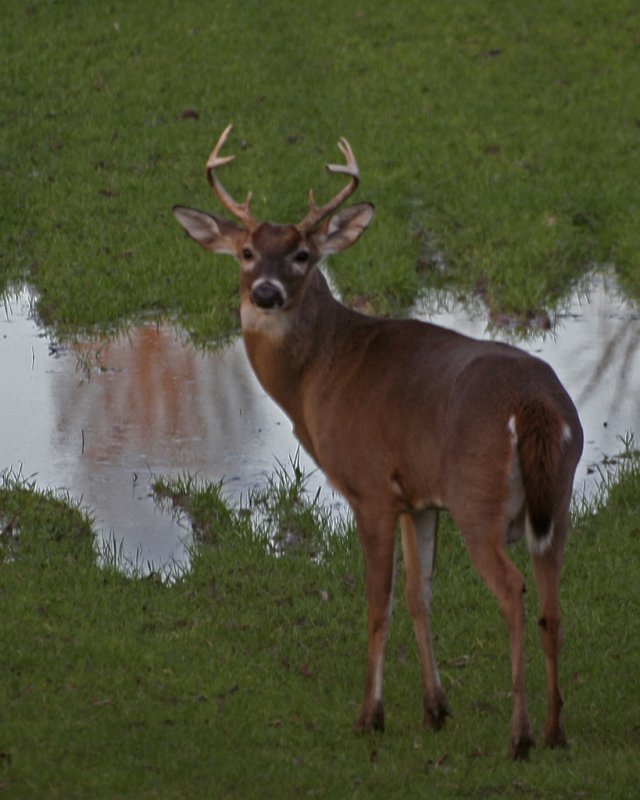 8 Point Buck