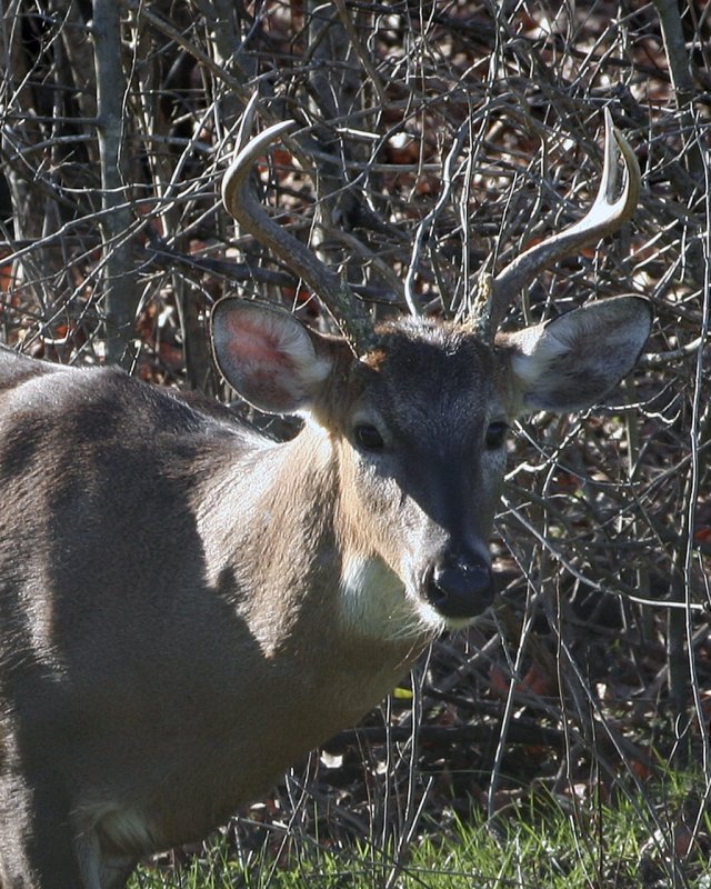 6 Point Buck