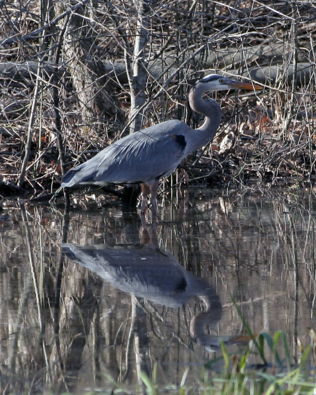 Animals and Birds