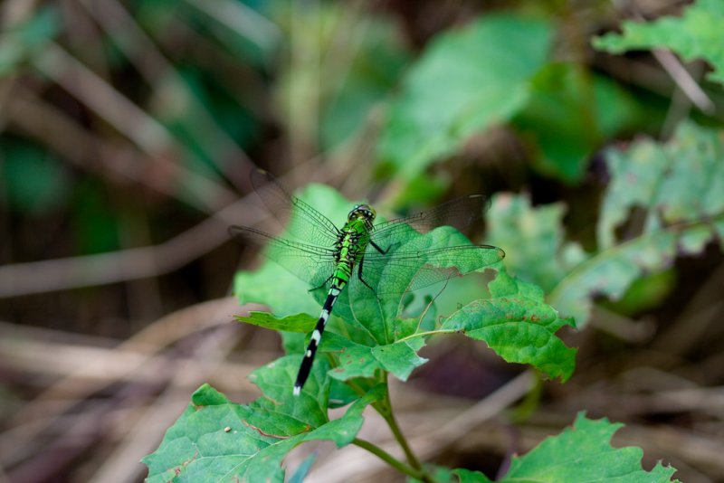 Insects