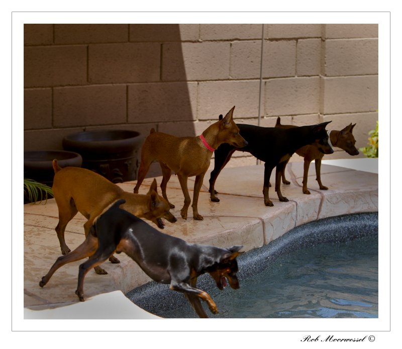 Synchronized Swiming.jpg