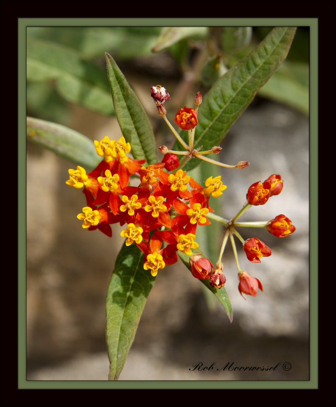 Flower.jpg