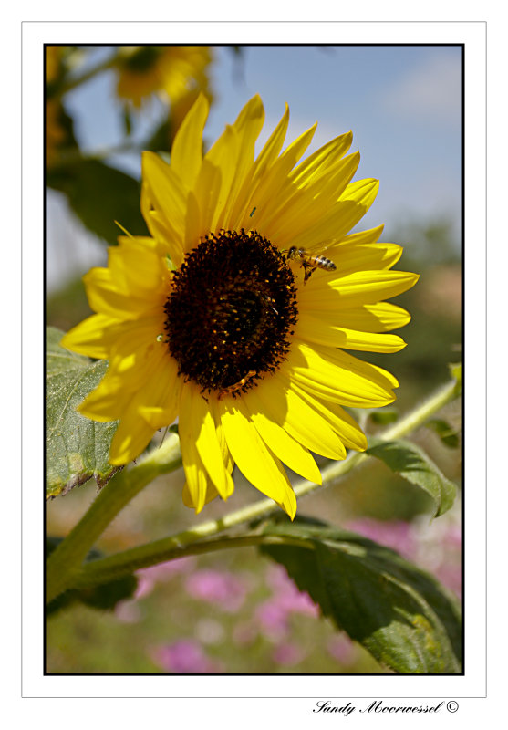 Flight of the Bumble Bee.jpg