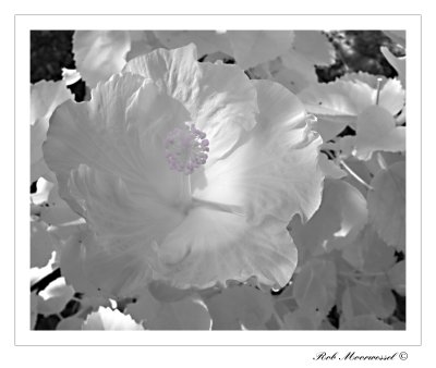 infrared flower