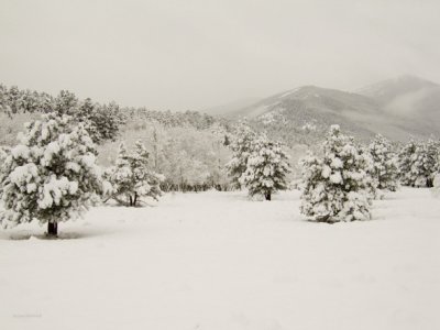 zCRW_2191 Snow into trees morraine mountain.jpg