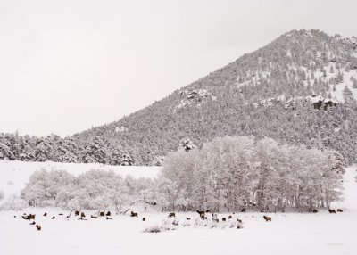 z_MG_3489 Elk by aspen grove in new fallen snow in RMNP.jpg