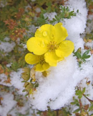 zCRW_2131 Snow Flower.jpg