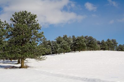 z_MG_3589 Trees on snowy hill.jpg