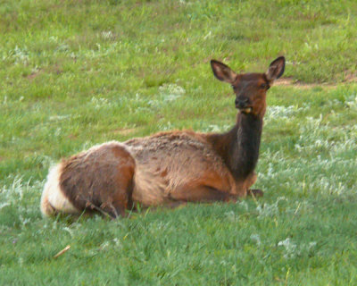 zP1000060 Elk in grass near Lake Estes - shot as hh jpg.jpg