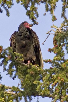 Turkey Vultures Roost in Estes Park, Colorado