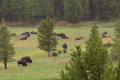 zP1000482 Bison on NFS land near YNP - BFC patrol.jpg