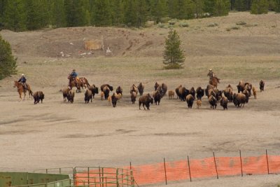z_MG_4435 Hazed bison near capture facility.jpg