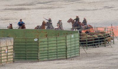 z_MG_4441 Captured bison in first holding pen.jpg