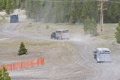 z_MG_4465 First group of bison begin their relocation journey.jpg