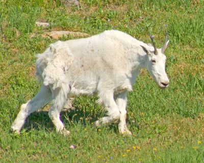 zP1010217 Mountain goat walking towards snow island near Hidden Lake Overlook.jpg