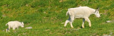 zP1010216 Mountain goats walking toward snow island near Hidden Lake Overlook.jpg