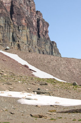 zP1010227 Mountain goats cool on snow island near Hidden Lake trail.jpg