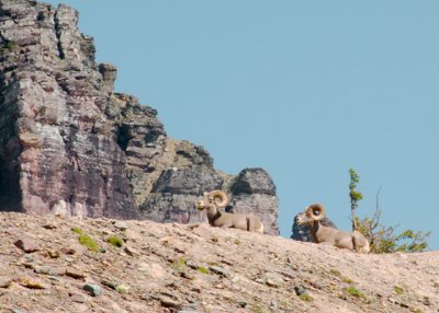 zP1010239 Big horn sheep near Hidden Lake Trail in Glacier National Park c2.jpg