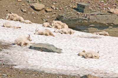zP1010226 Mountain goats on snow island on very hot day in Glacier National Park.jpg