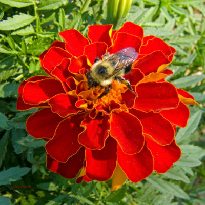 zP1010546 Bee on flower at SanSuzEd.jpg