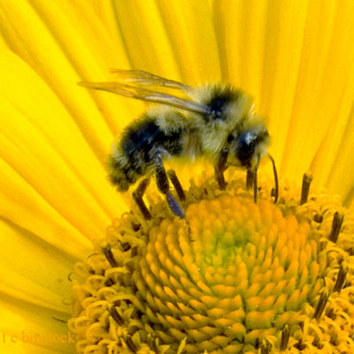 zP1010574 Bee in flower.jpg